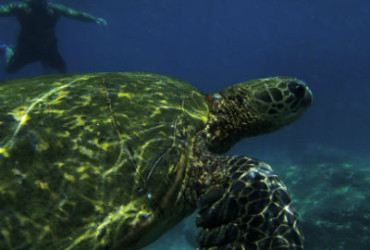 snorkeling-and-swimming-tour