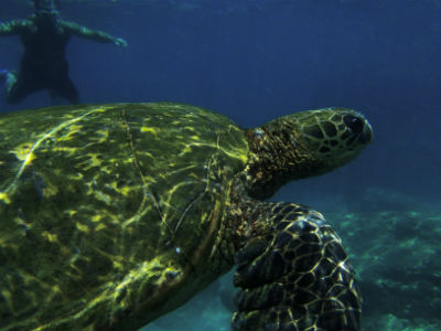 snorkeling-and-swimming-tour